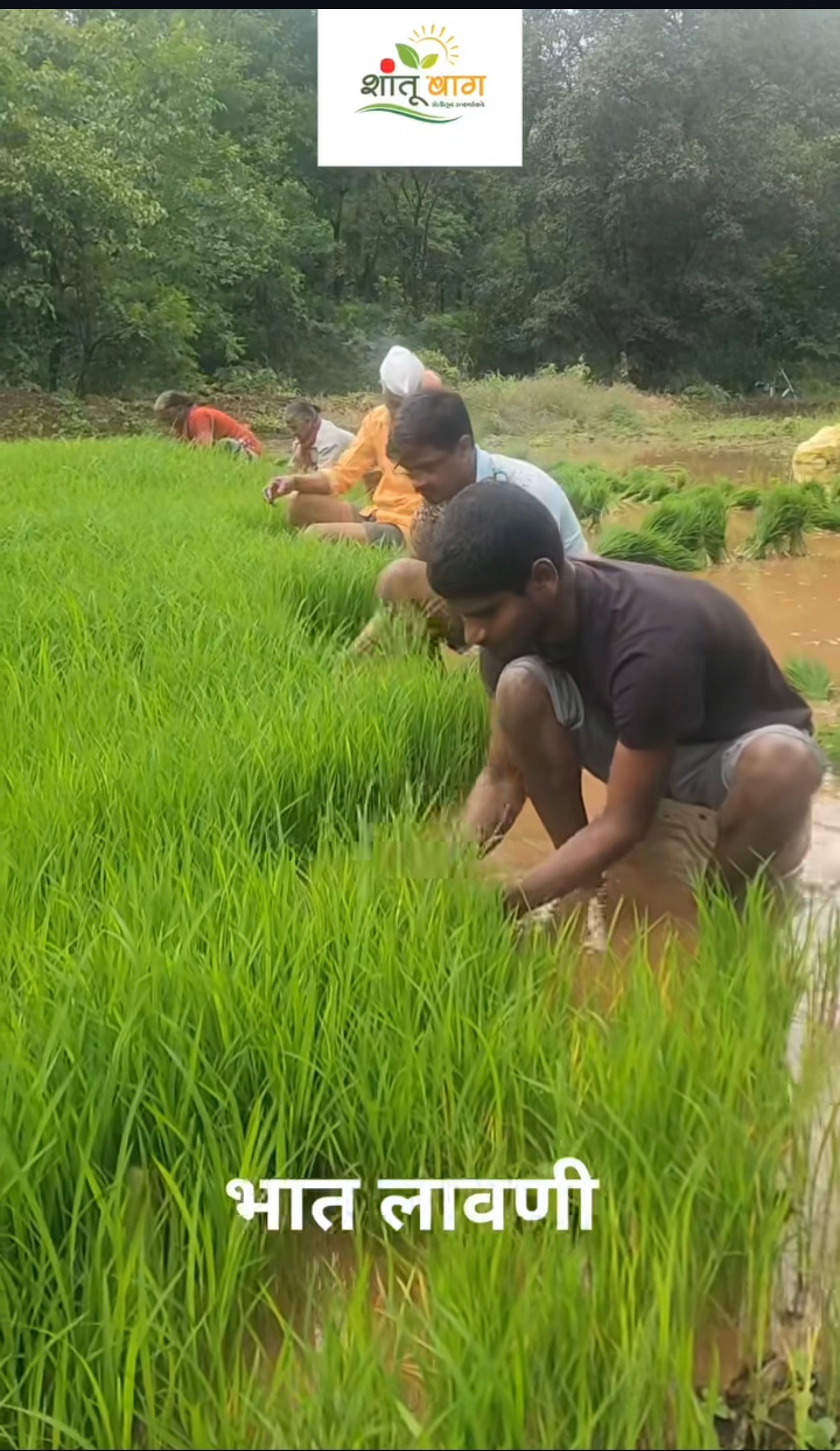 Paddy Farming