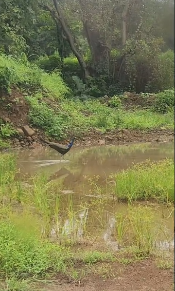 Birdwatching